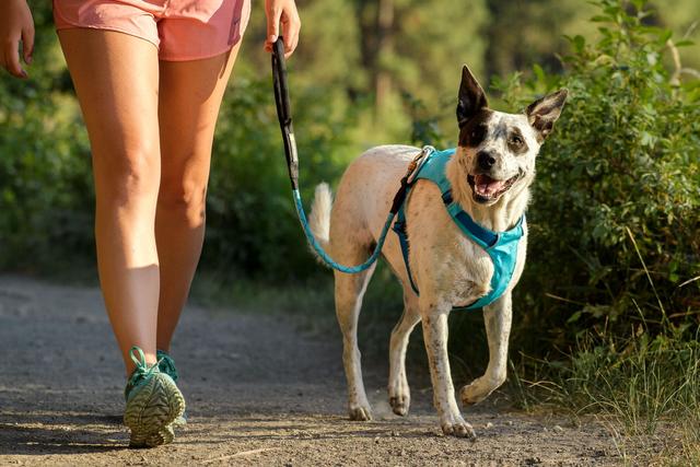 Ruffwear Hi Light Dog Harness l Bill Paul s l Grand Rapids MI